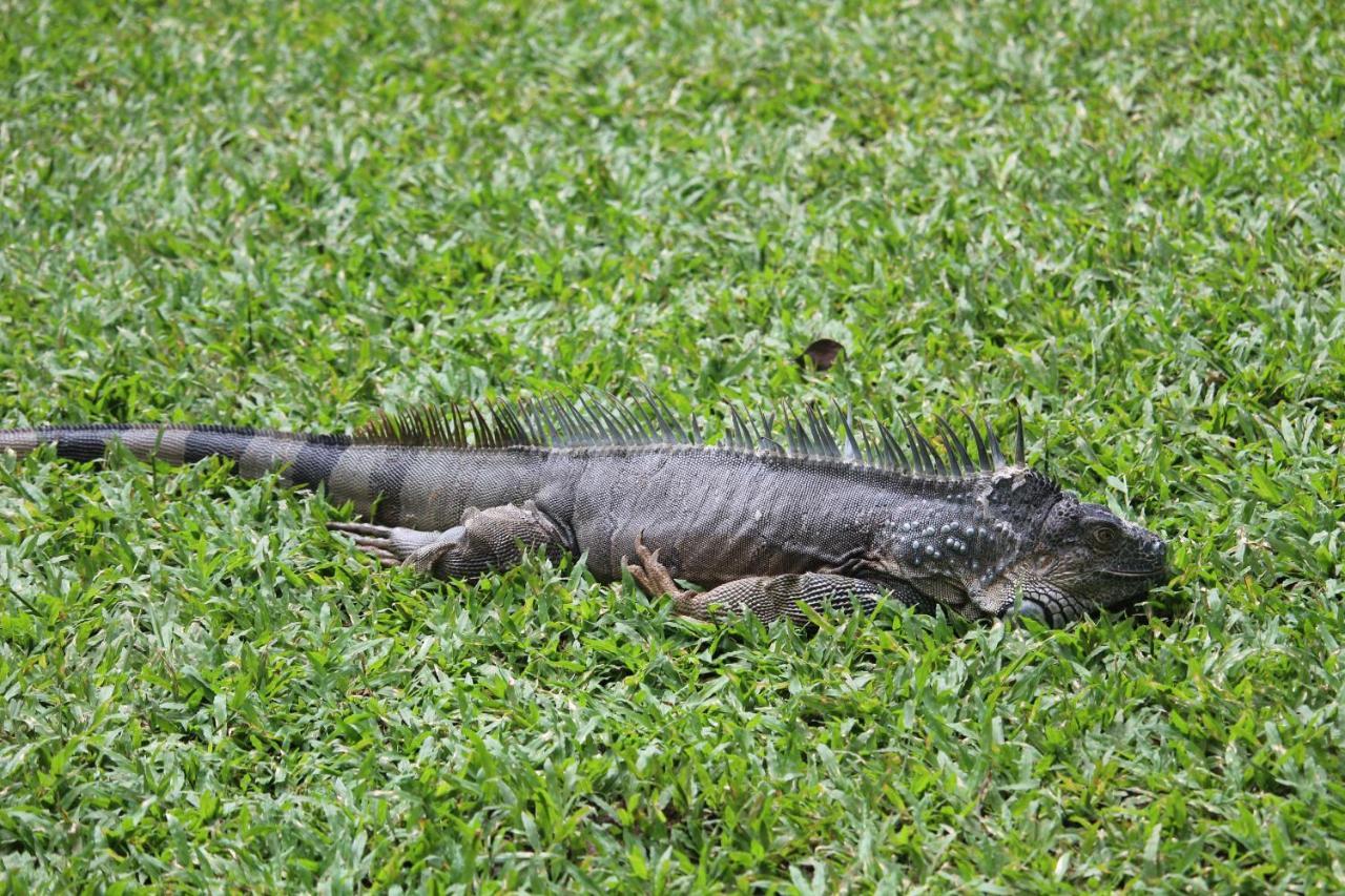 Iguana Libre Hotel Dominical Eksteriør billede