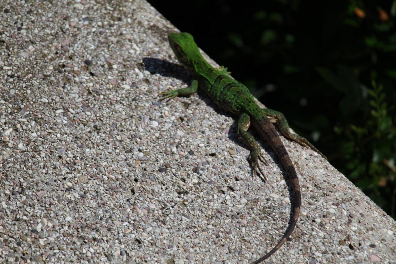 Iguana Libre Hotel Dominical Eksteriør billede