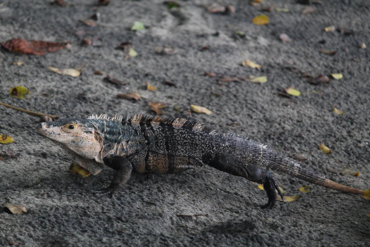 Iguana Libre Hotel Dominical Eksteriør billede